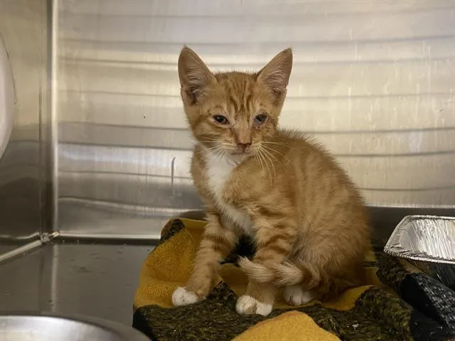A baby small-sized male Domestic Short Hair cat named Trooper for adoption in Tustin, CA