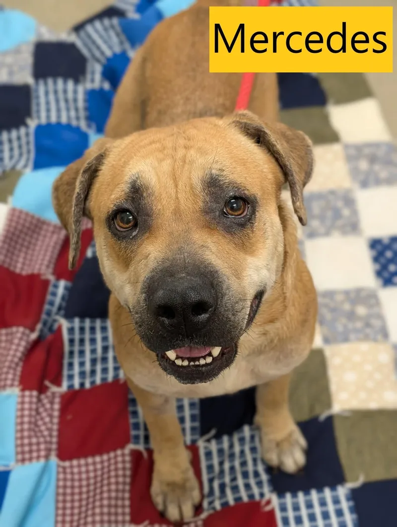 An adult medium-sized female Black Mouth Cur dog named Mercedes for adoption in Mount Vernon, OH