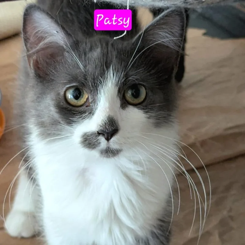 Patsy