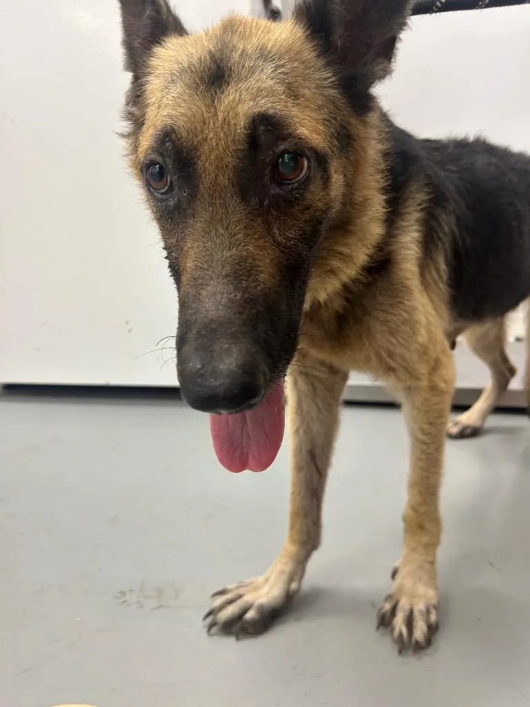 A young medium-sized female Shepherd dog named Scooby Dee for adoption in Hartsville, SC