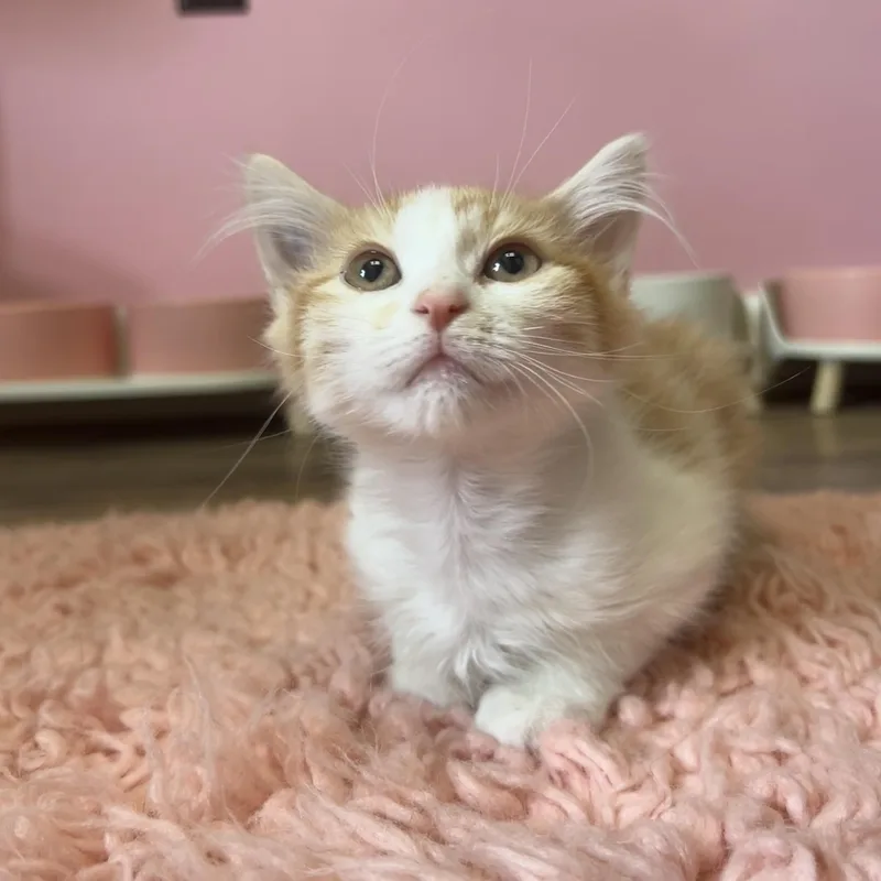 A baby medium-sized male Orange & White Domestic Long Hair cat named Cutie for adoption in Philadelphia, PA