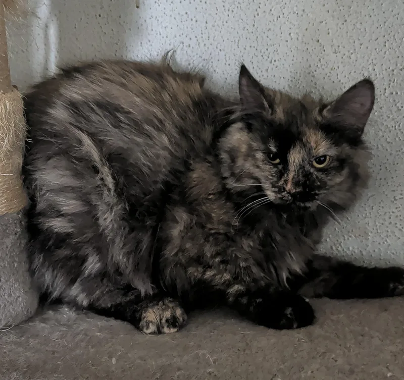 A young medium-sized female Tortoiseshell Domestic Medium Hair cat named Tori for adoption in Brainerd, MN