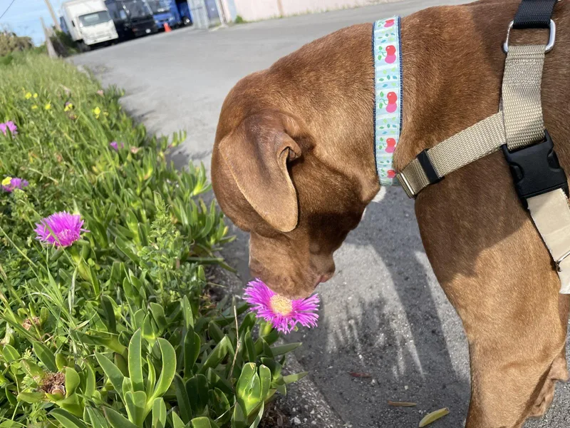 A young large-sized male Pit Bull Terrier dog named Bobby for adoption in Burlingame, CA