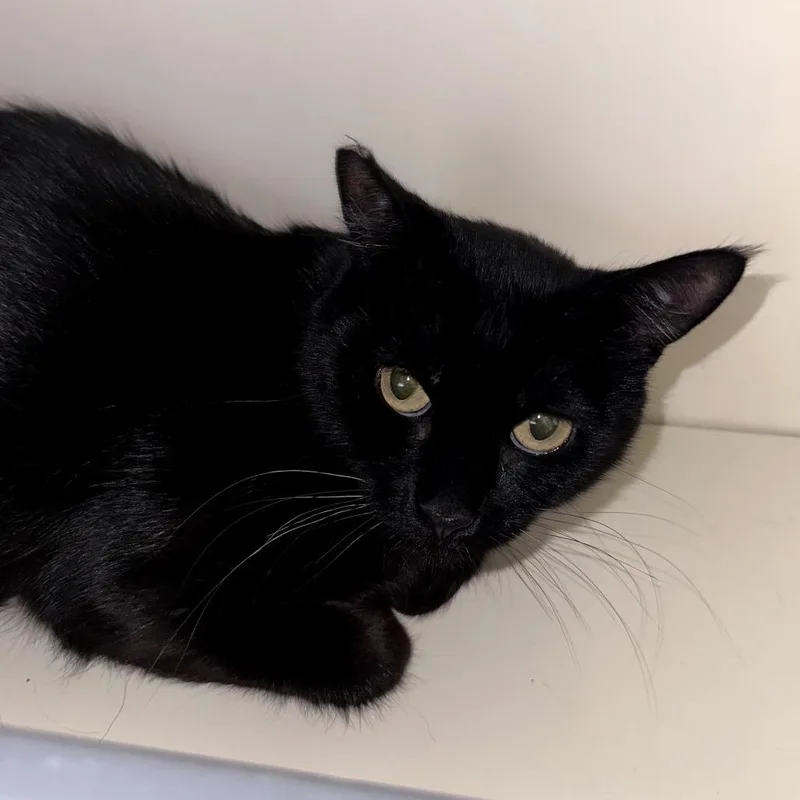 An adult small-sized female Black Domestic Short Hair cat named Lolli for adoption in Las Vegas, NV