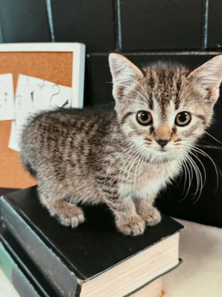 A baby small-sized female Domestic Short Hair cat named Semicolon for adoption in Effingham, IL