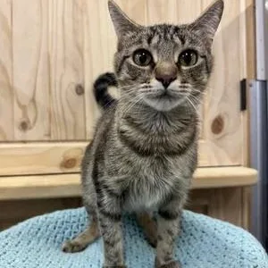 Licorice thumbnail 2