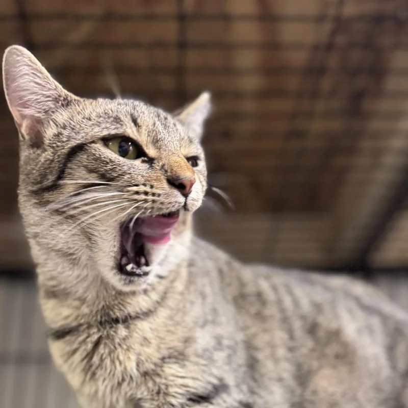 Licorice thumbnail 3