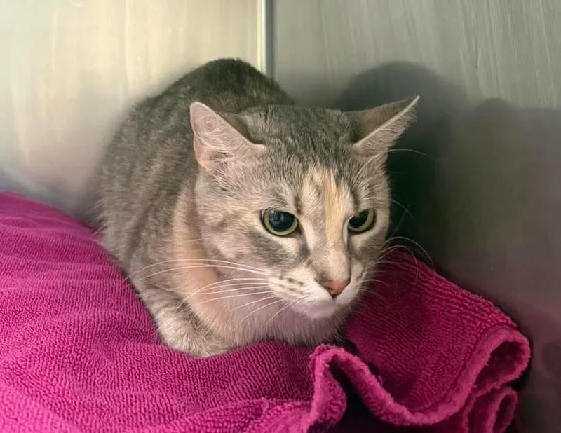 An adult small-sized female Gray / Blue / Silver Domestic Short Hair cat named Ophelia for adoption in North Myrtle Beach, SC
