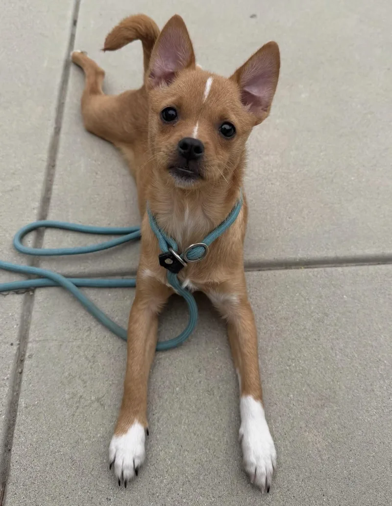 A baby small-sized female Terrier dog named Emily for adoption in Pasadena, CA