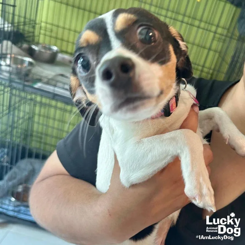 A young small-sized female Rat Terrier dog named Mika for adoption in Washington, DC