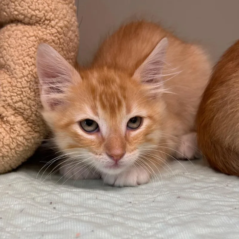 A baby small-sized male Orange / Red Domestic Short Hair cat named Clem for adoption in League City, TX