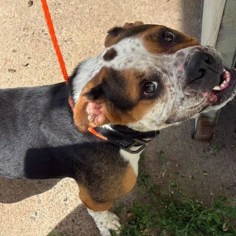 A young medium-sized female English Bulldog dog named Bailey for adoption in Watertown, NY