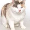 A senior large-sized female Calico Domestic Short Hair cat named Gabby for adoption in Gloucester, VA