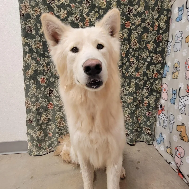 An adult medium-sized male White / Cream Husky dog named Polar Bear for adoption in ALPINE, TX