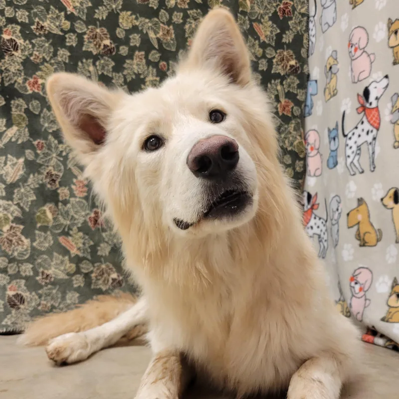 Polar Bear thumbnail 2