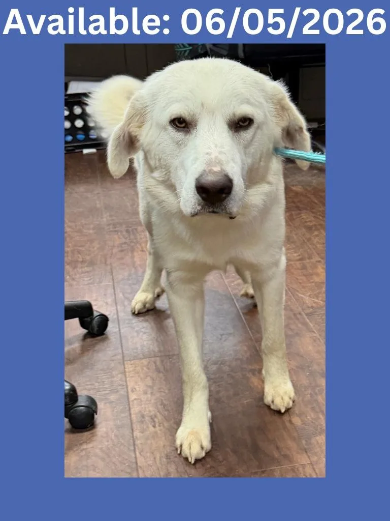 A young large-sized male Great Pyrenees dog named Dog Kennel for adoption in Greenville, TX
