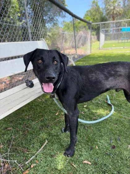 An adult medium-sized male Labrador Retriever dog named Bald Eagle for adoption in Daytona Beach, FL