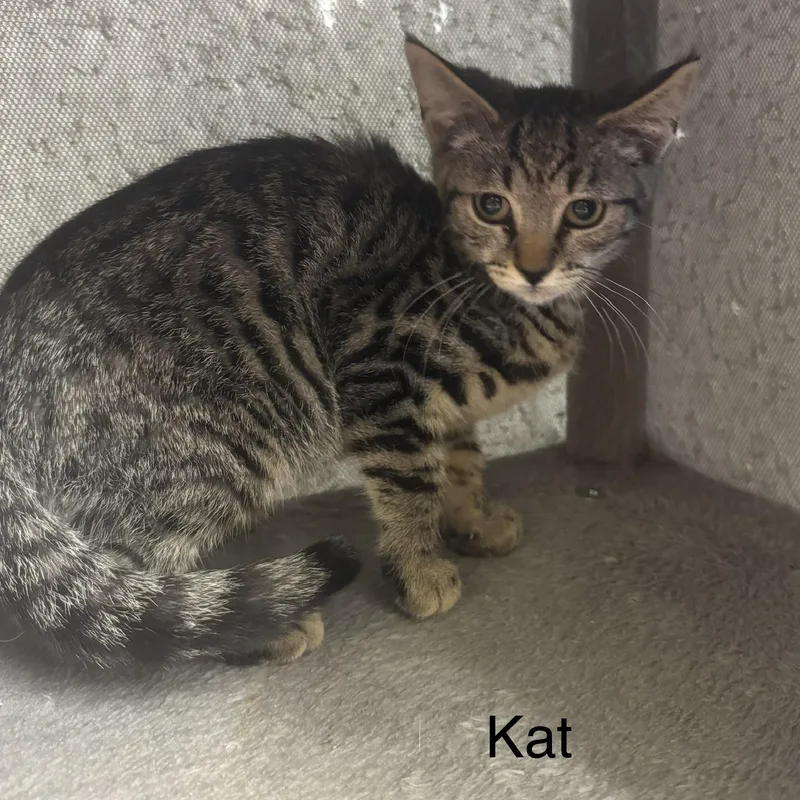 A baby medium-sized female Tabby (Buff / Tan / Fawn) Domestic Short Hair cat named Kat for adoption in Ulster, PA