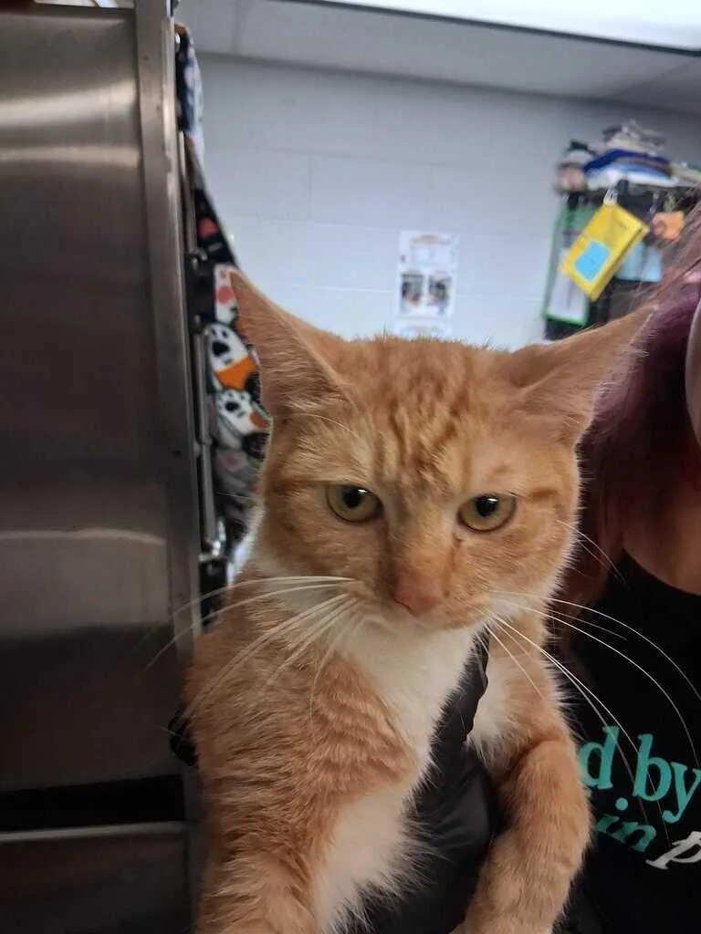 An adult small-sized female Tabby (Orange / Red) Domestic Short Hair cat named Greta Garbo for adoption in Cincinnati, OH