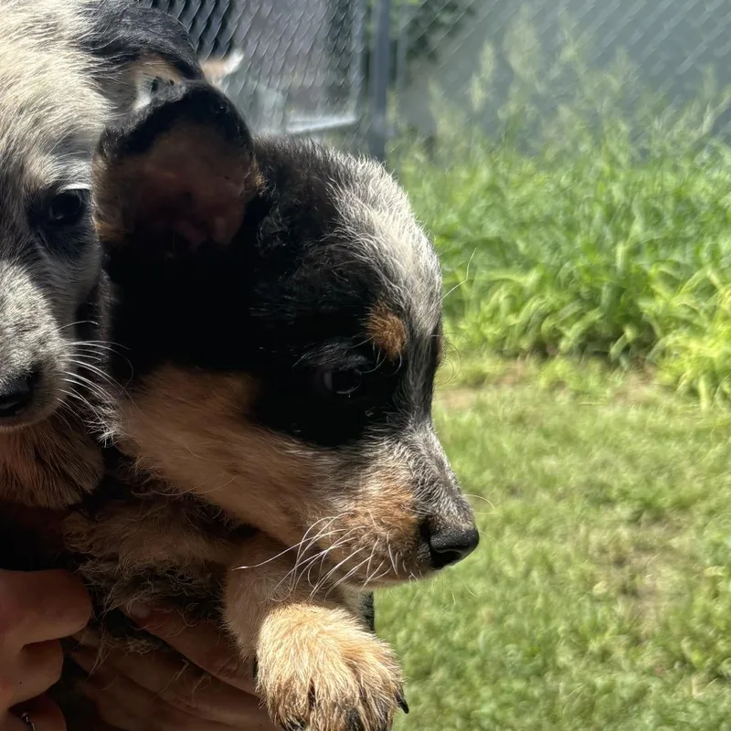 A baby medium-sized female Black Mixed Breed dog named Layla for adoption in Austin, TX