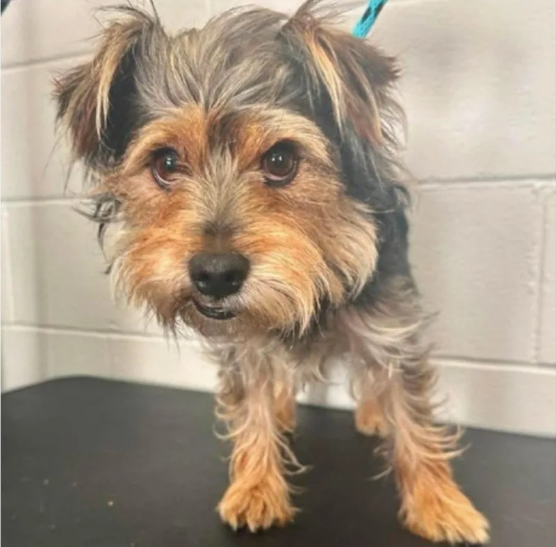 An adult small-sized male Yellow / Tan / Blond / Fawn Yorkshire Terrier dog named Chaco D for adoption in Princeton, MN