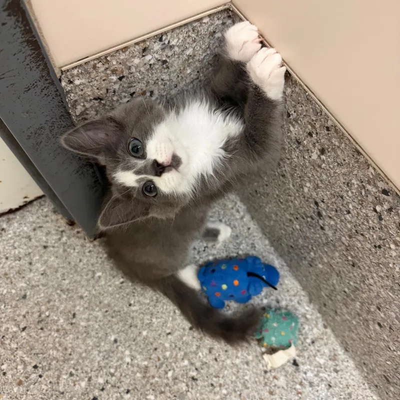 A baby small-sized male Gray / Blue / Silver Domestic Short Hair cat named Kenickie for adoption in Detroit Lakes, MN