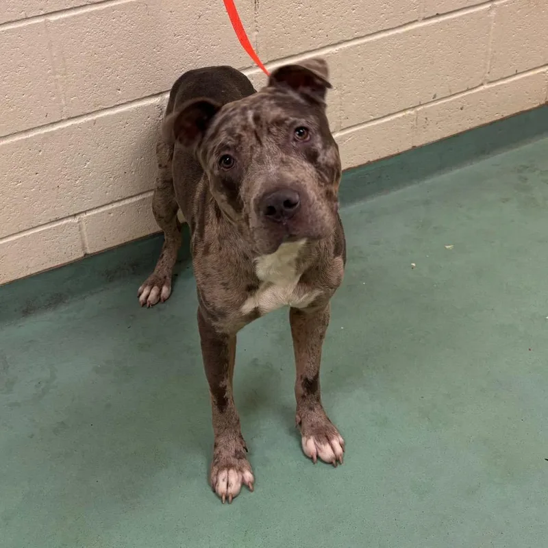 An adult medium-sized male Gray / Blue / Silver Mixed Breed dog named Donald Duck for adoption in Memphis, TN