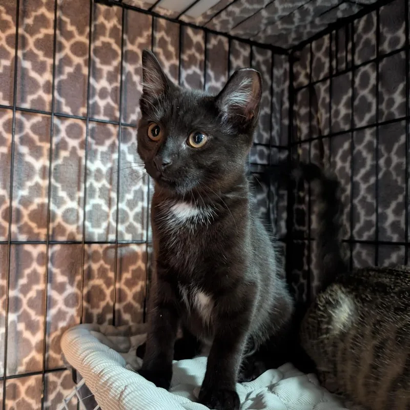 A young medium-sized female Domestic Short Hair cat named Diamond for adoption in Abingdon, MD
