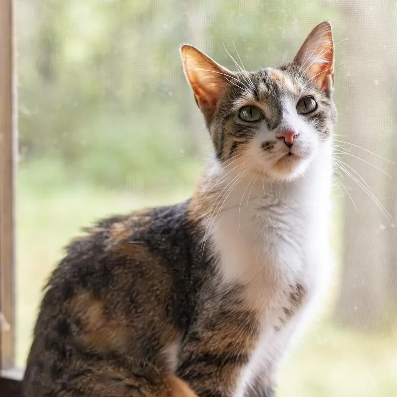 An adult medium-sized female Torbie Domestic Short Hair cat named Sharona for adoption in Lone rock, WI