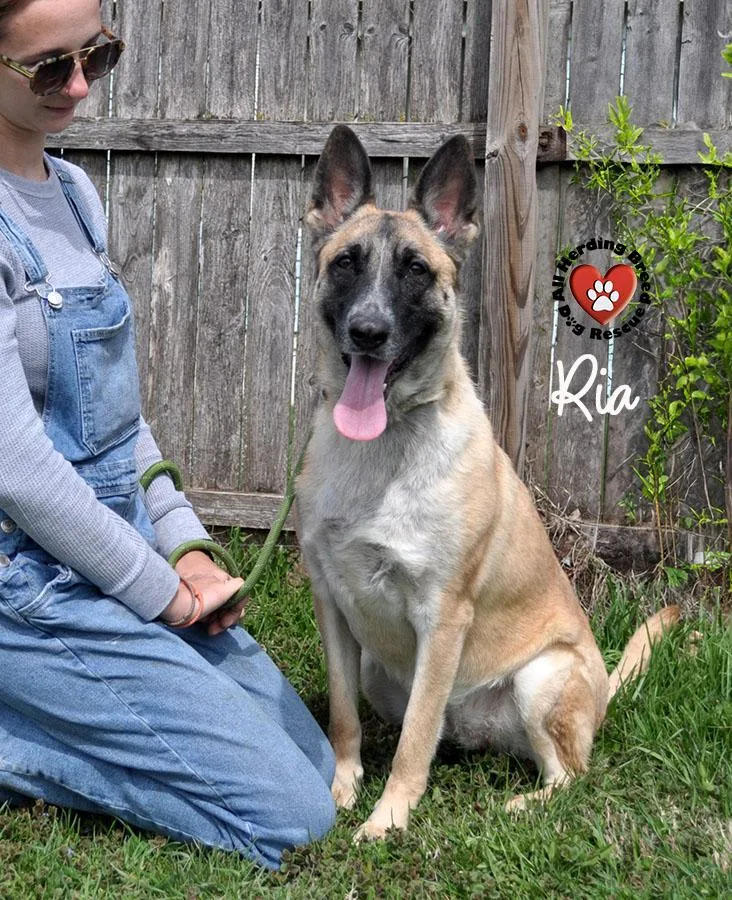 A young medium-sized female Brown / Chocolate German Shepherd Dog dog named Ria for adoption in Joliet, IL