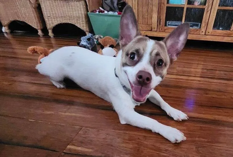 A young small-sized male Chihuahua dog named Obi Wan for adoption in Saunderstown, RI
