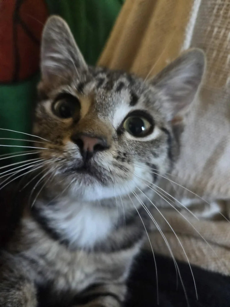 A baby medium-sized female Tabby (Brown / Chocolate) Domestic Short Hair cat named Eek for adoption in Springfield, PA