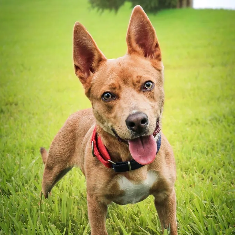 A young small-sized male Brown / Chocolate Mixed Breed dog named Scrappy Doo for adoption in Galveston, TX