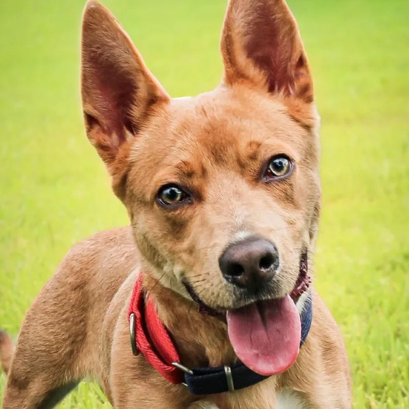 Scrappy Doo thumbnail 3
