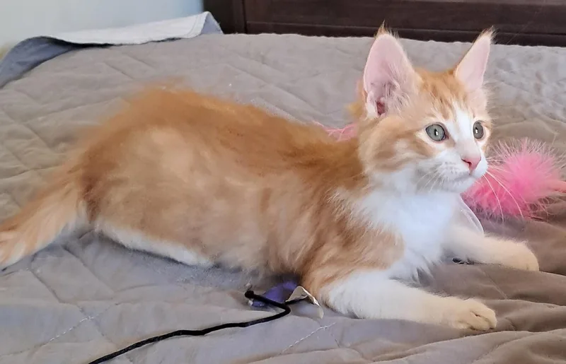 A baby small-sized male Tabby (Orange / Red) Domestic Long Hair cat named Dan D Lion for adoption in Orange, CA