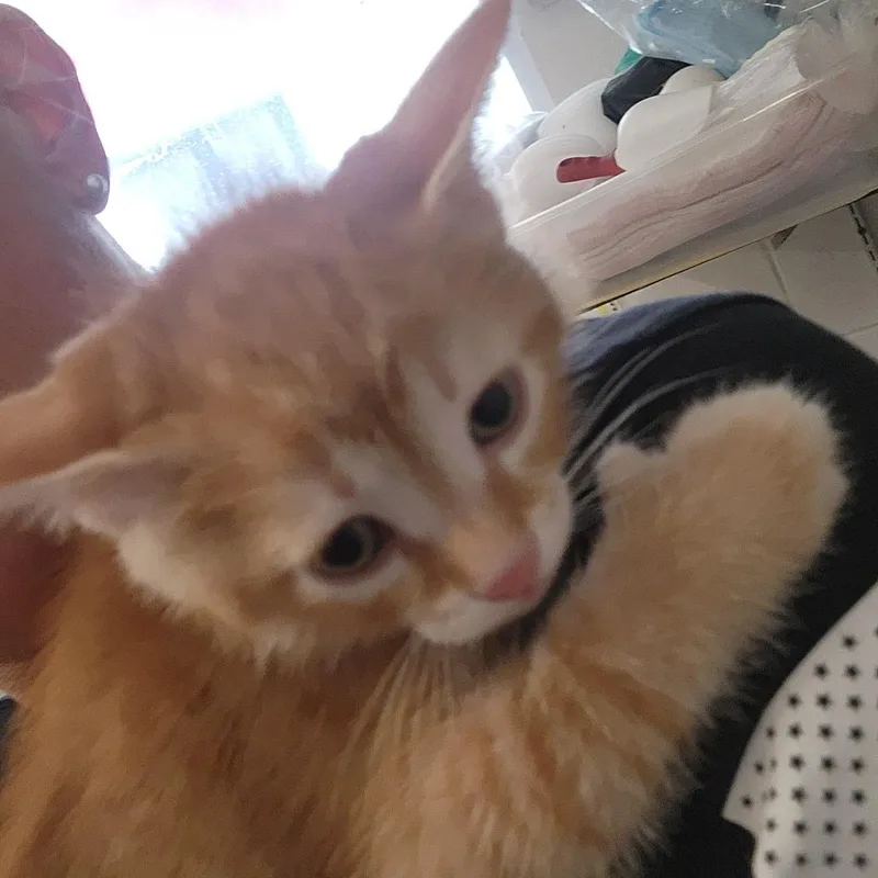 A baby small-sized male Orange / Red Domestic Short Hair cat named Chip for adoption in Evensville, TN