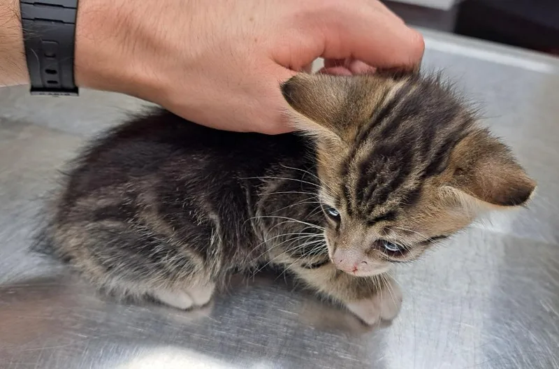 A baby small-sized female Domestic Short Hair cat named Avery for adoption in Douglasville, GA