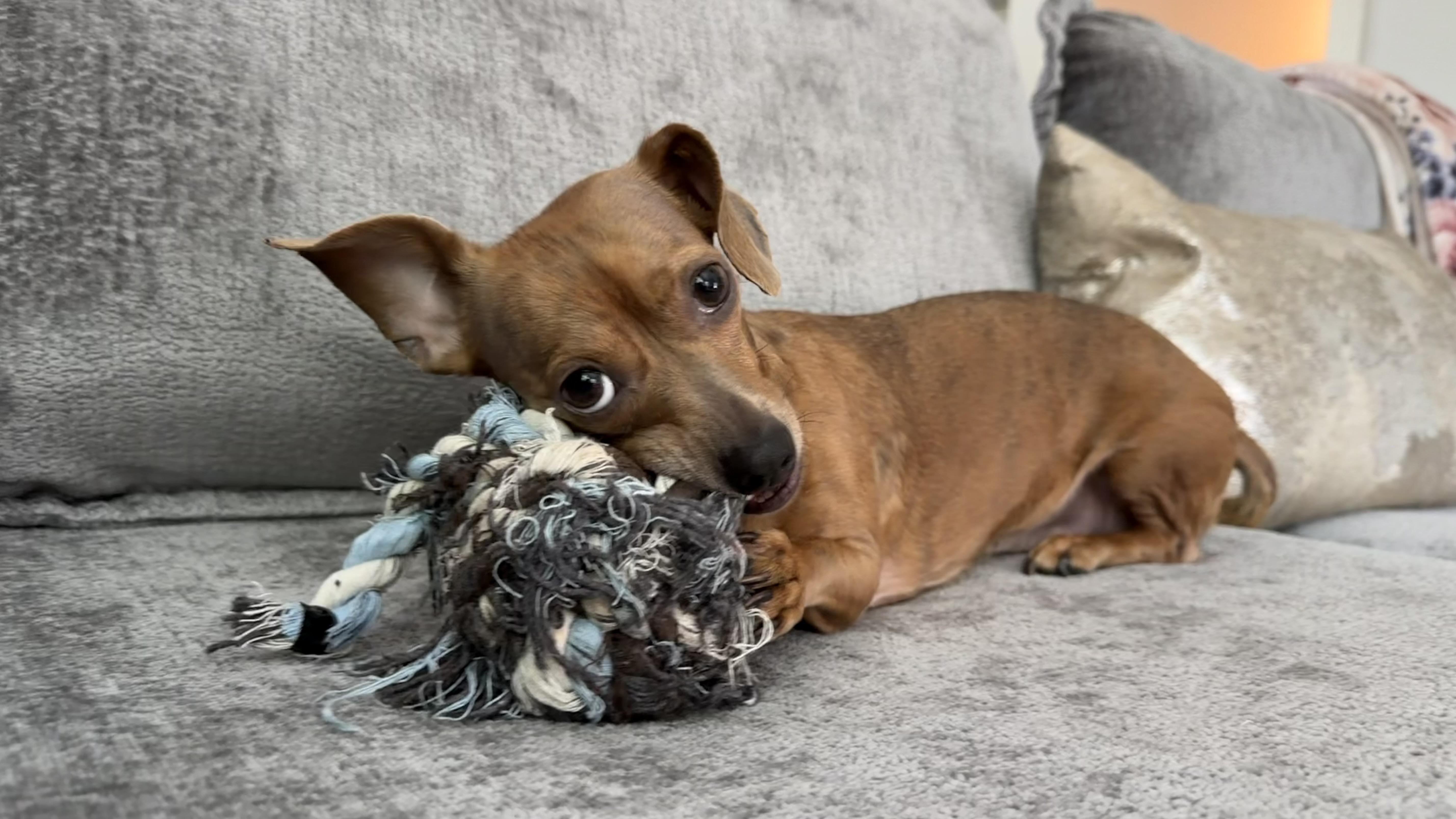 An adult small-sized female Brown / Chocolate Chihuahua dog named Coco Gdp for adoption in Dallas, TX