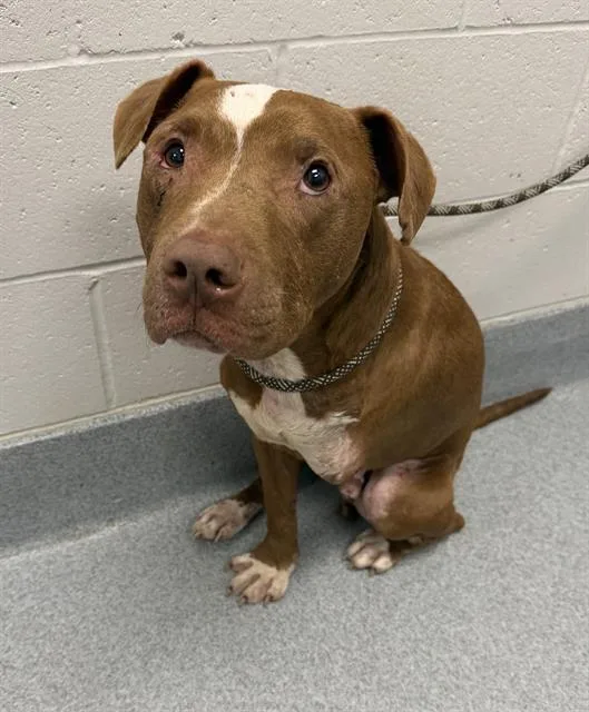 An adult medium-sized male Pit Bull Terrier dog named Charlie for adoption in Indianapolis, IN