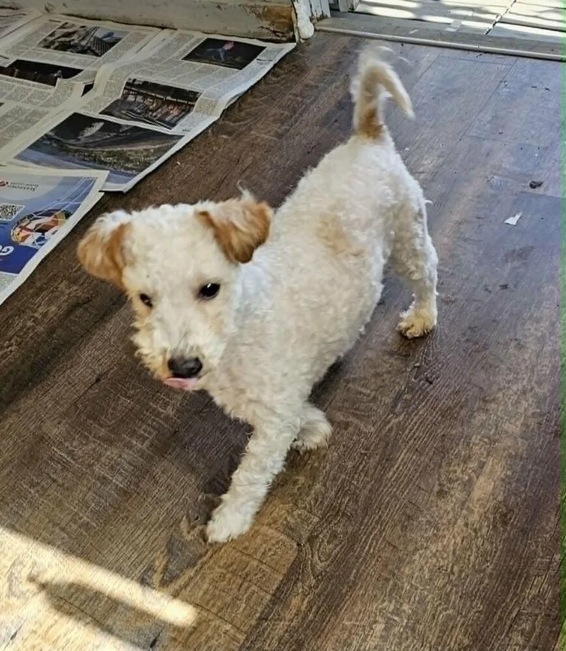 A young small-sized male White / Cream Poodle dog named Oso for adoption in Santa Rosa, CA