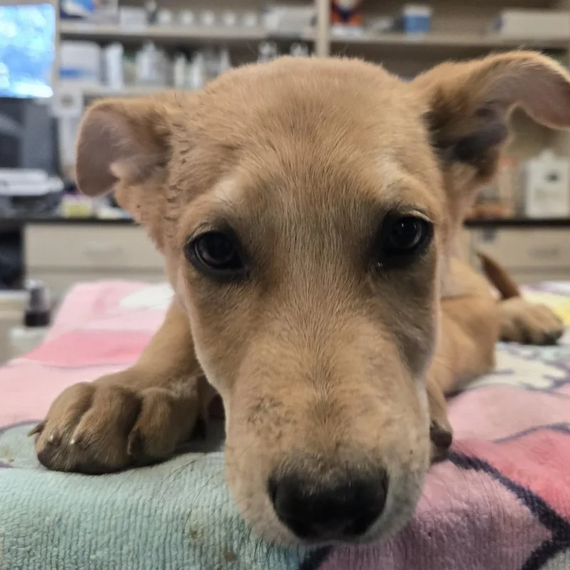 A baby small-sized male Belgian Shepherd / Malinois dog named Keroppi for adoption in Flagstaff, AZ
