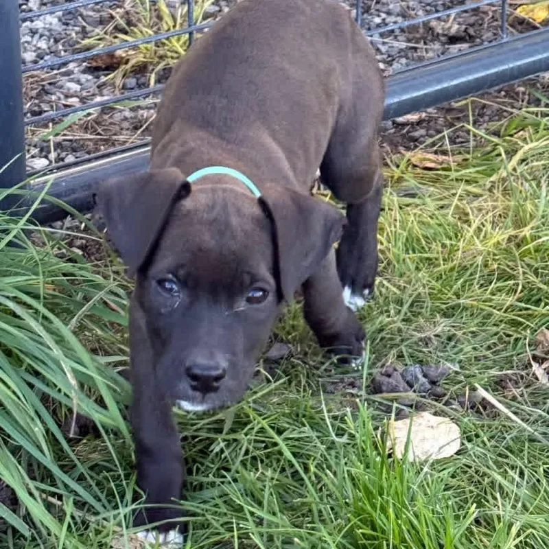 A baby medium-sized female Mixed Breed dog named Sterling for adoption in Wilsall, MT