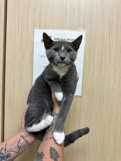 A baby medium-sized male Domestic Short Hair cat named Dusty Doodle for adoption in Brunswick, GA