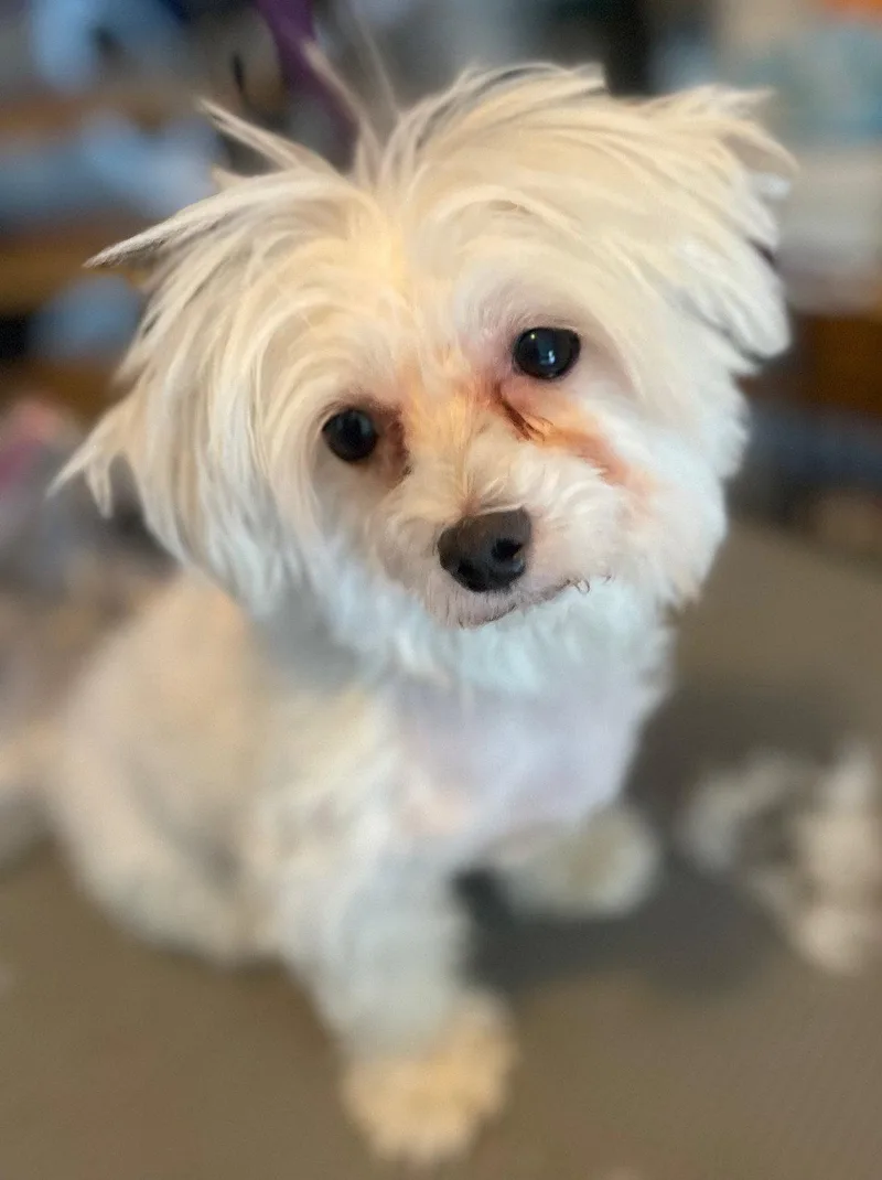 An adult medium-sized female Maltese dog named Angel for adoption in Island Lake, IL