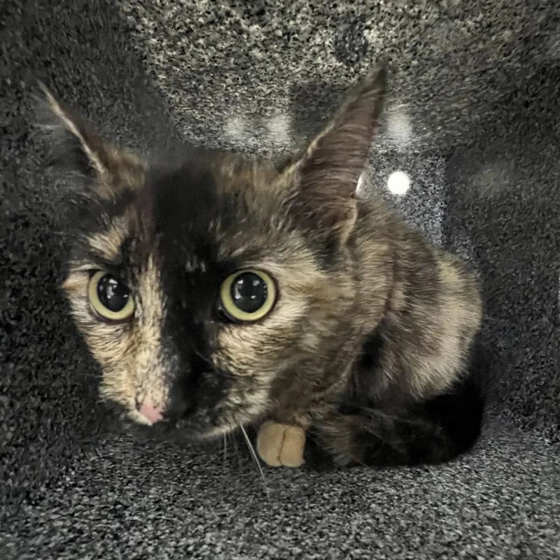 An adult medium-sized female Tortoiseshell Domestic Short Hair cat named Conch Shell for adoption in Austin, TX