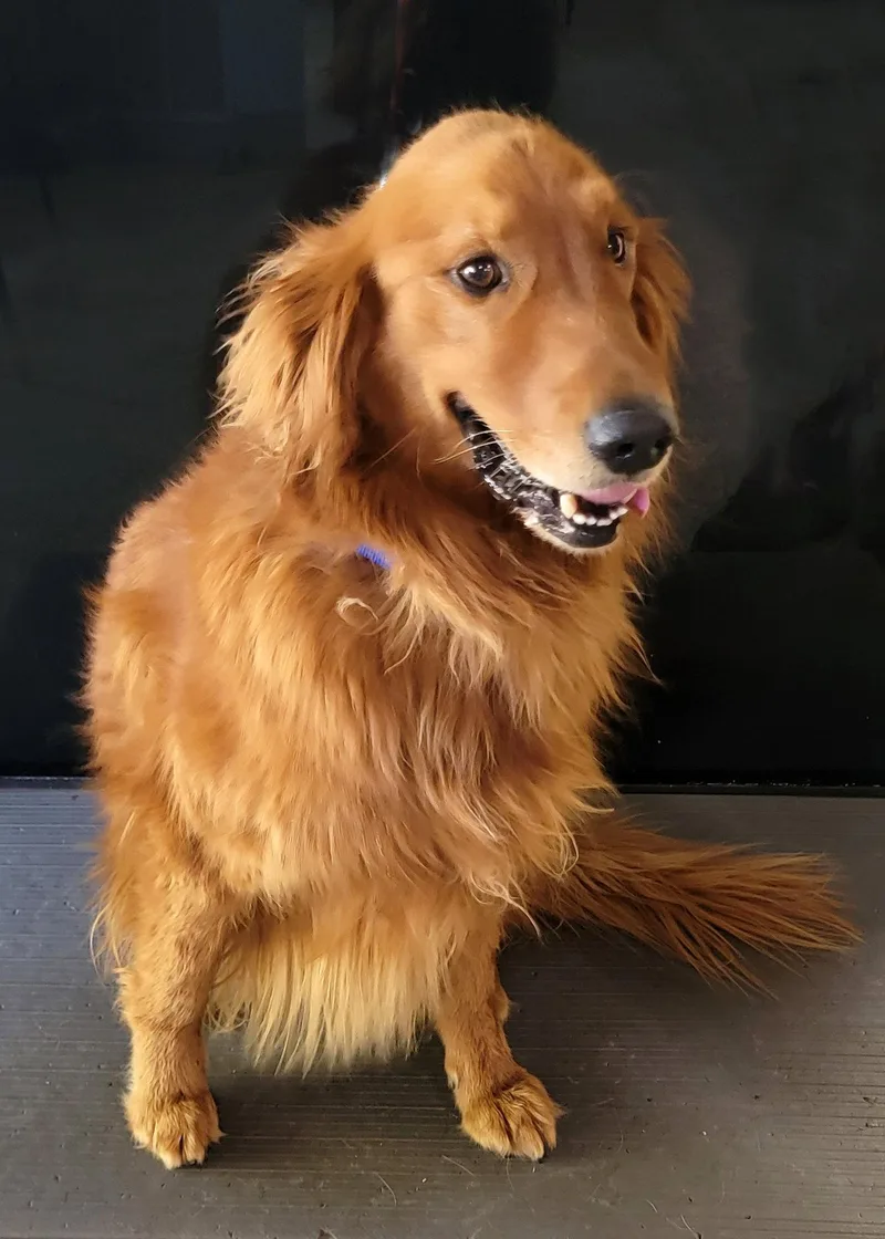 A young medium-sized male Golden Retriever dog named Poe for adoption in Glendale, AZ