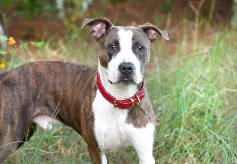 A young medium-sized male American Bulldog dog named Tiger for adoption in Roswell, GA