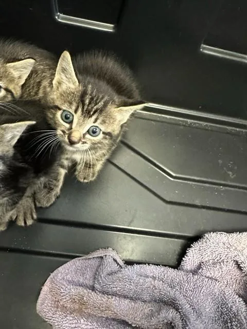 A baby small-sized female Domestic Short Hair cat named Ladybug for adoption in Fort Walton Beach, FL