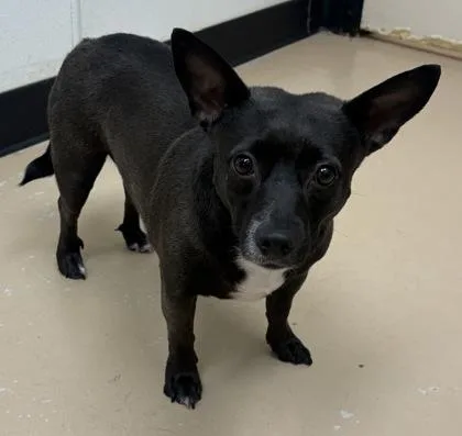 An adult small-sized female Rat Terrier dog named Sammie for adoption in Phoenix, AZ