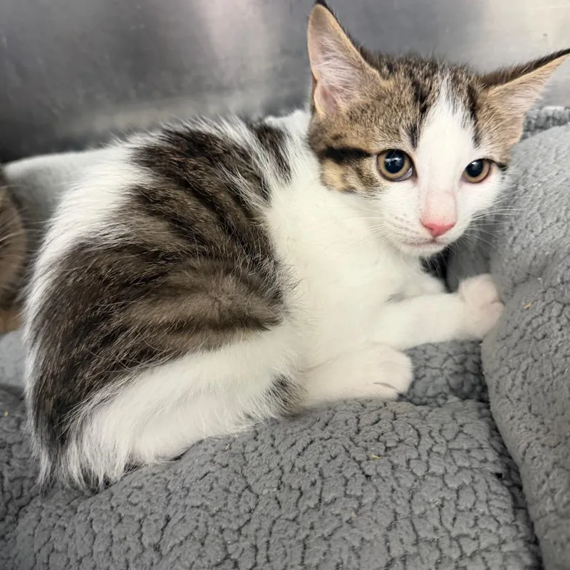 A baby small-sized male Black Domestic Short Hair cat named CaptainCrunch for adoption in Port Charlotte, FL